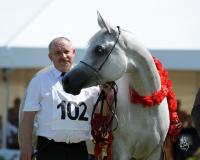 EMANDORIA - Najlepszy Koń Pokazu / Best in Show, fot. Stuart Vesty